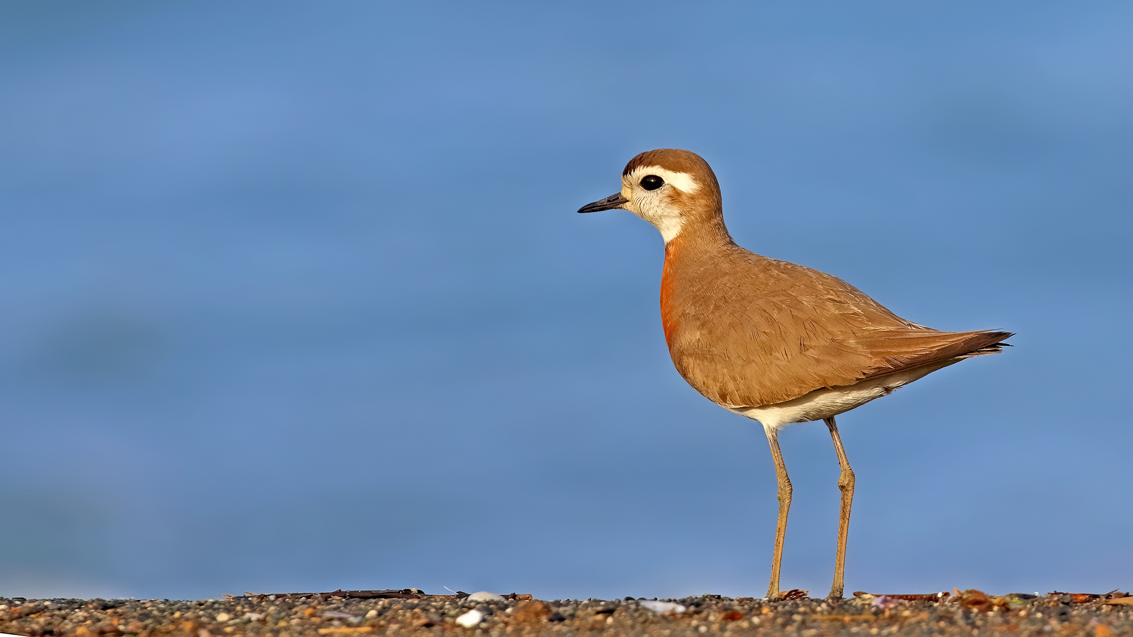 Caspian Plover